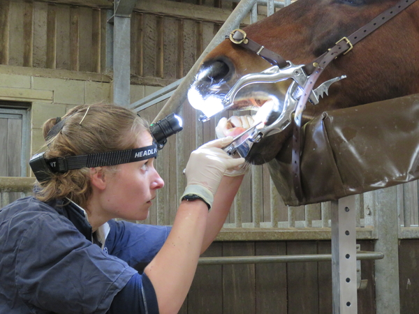 George Equine Clinic Dental Services